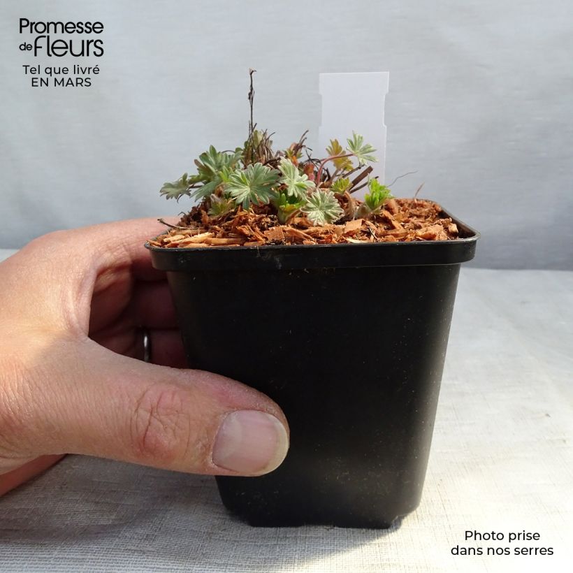 Geranium sanguineum Pink Pouffe - Geranio sanguigno Vasetto da 8/9 cm esemplare consegnato in primavera