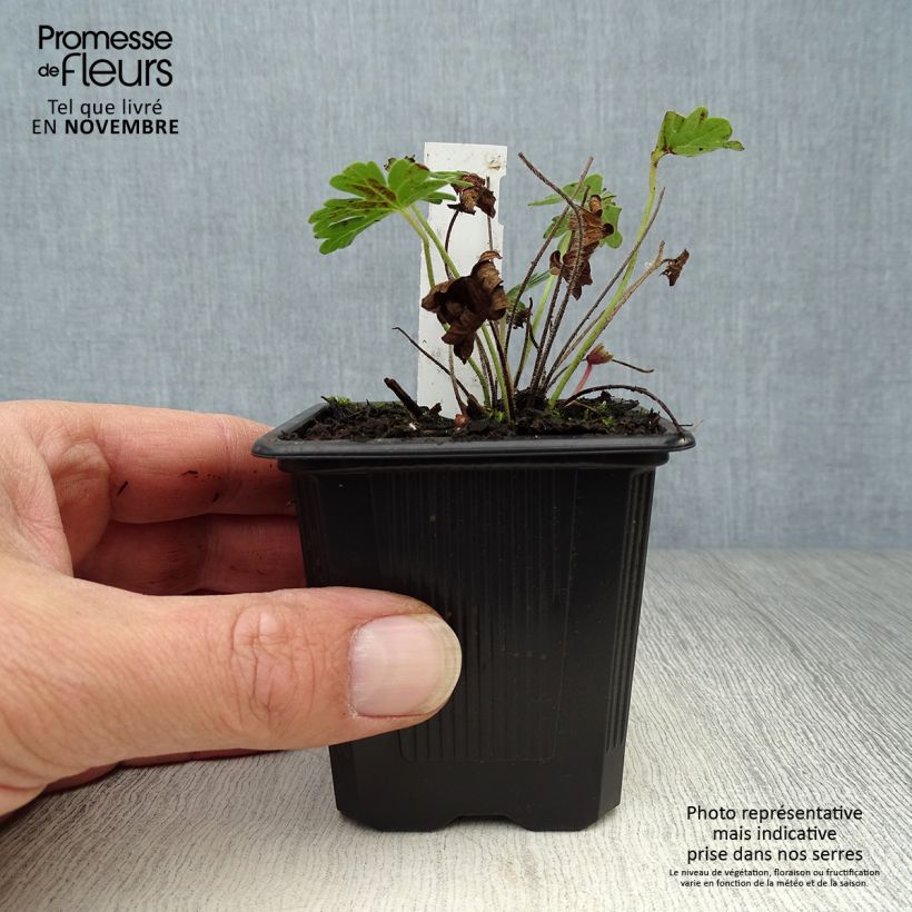 Esemplare di Geranium sanguineum Vision - Geranio sanguigno Vasetto da 8/9 cm come consegnato in autunno
