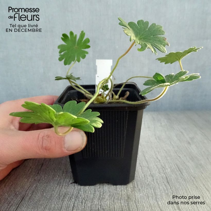 Geranium sanguineum Vision - Geranio sanguigno Vasetto da 8/9 cm esemplare consegnato in inverno