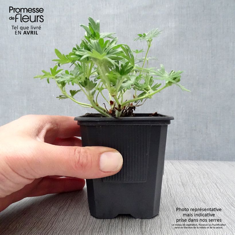 Geranium sanguineum Vision - Geranio sanguigno Vasetto da 8/9 cm esemplare consegnato in primavera