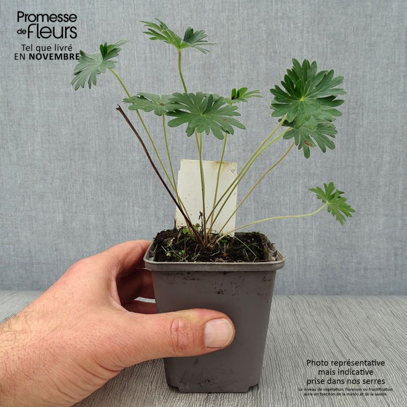 Esemplare di Geranium sanguineum - Geranio sanguigno Vasetto da 8/9 cm come consegnato in autunno