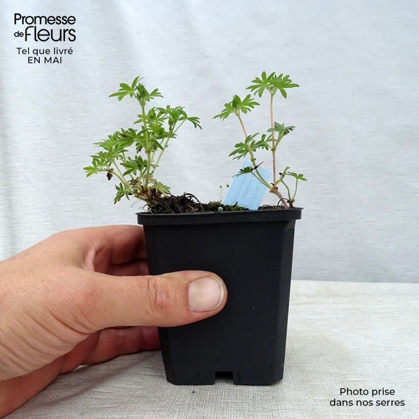 Geranium sanguineum var. striatum - Geranio sanguigno Vasetto da 7/8 cm esemplare consegnato in primavera