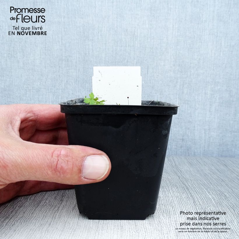 Esemplare di Geranium sanguineum var. striatum - Geranio sanguigno Vasetto da 7/8 cm come consegnato in autunno