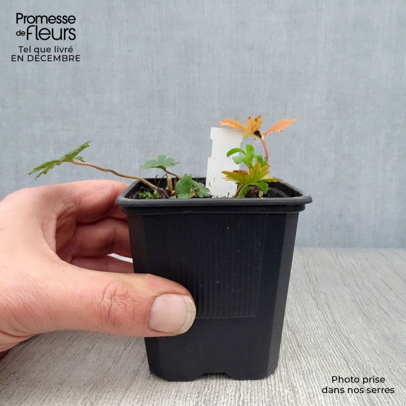 Geranium sanguineum var. striatum - Geranio sanguigno Vasetto da 7/8 cm esemplare consegnato in inverno