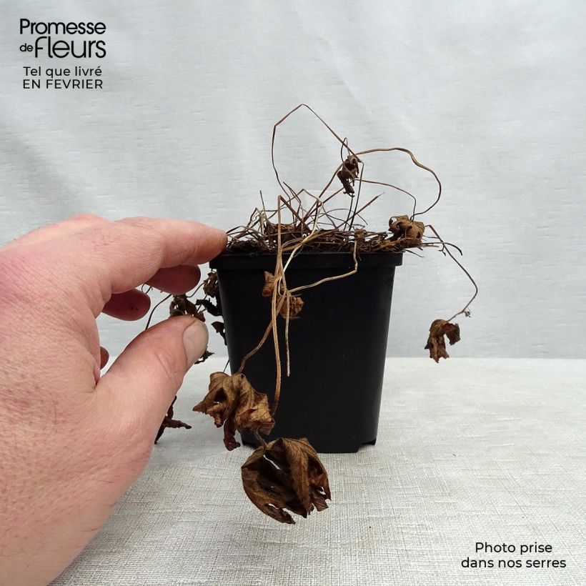 Geranium sylvaticum Album - Geranio silvano Vasetto da 8/9 cm esemplare consegnato in inverno