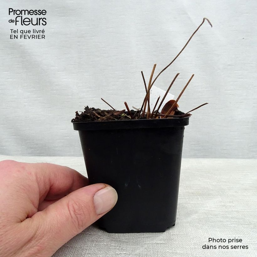 Geranium sylvaticum Birch Lilac - Geranio silvano Vasetto da 8/9 cm esemplare consegnato in inverno