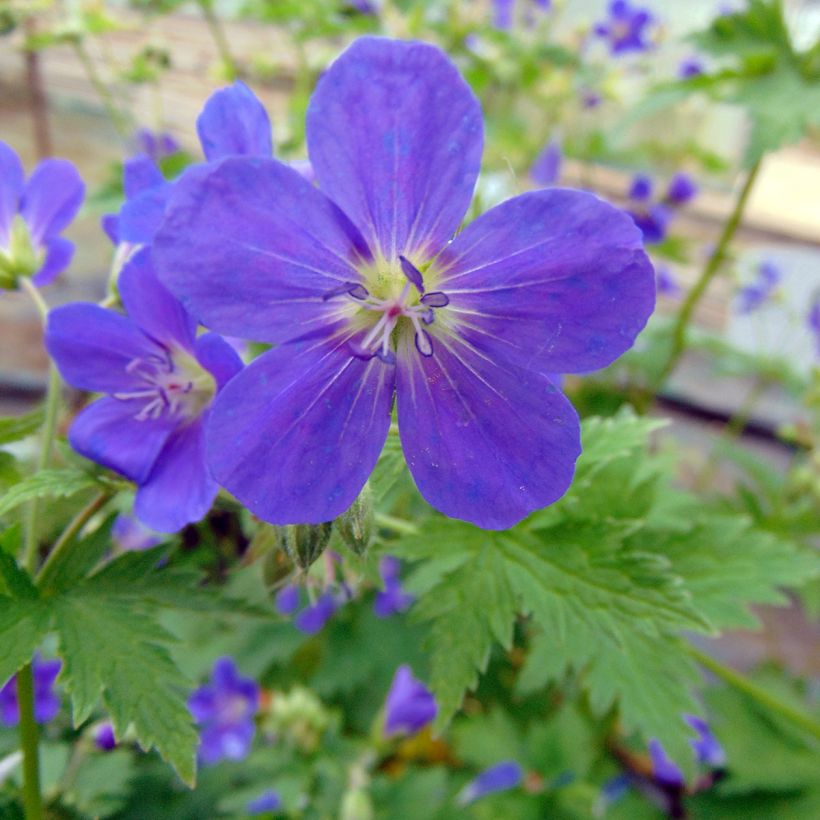 Geranium sylvaticum Bridget Lion - Geranio silvano (Fioritura)