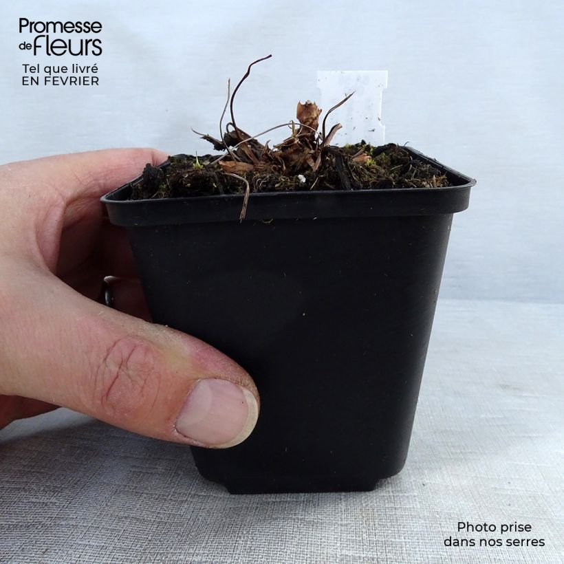 Geranium sylvaticum Bridget Lion - Geranio silvano Vasetto da 8/9 cm esemplare consegnato in inverno