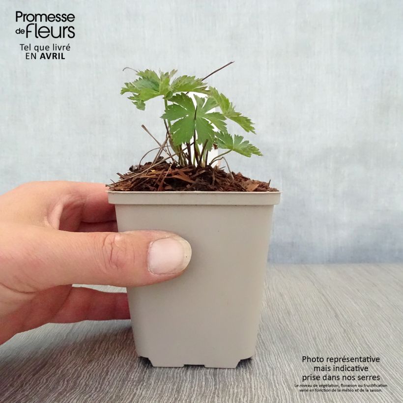 Geranium sylvaticum Bridget Lion - Geranio silvano Vasetto da 8/9 cm esemplare consegnato in primavera