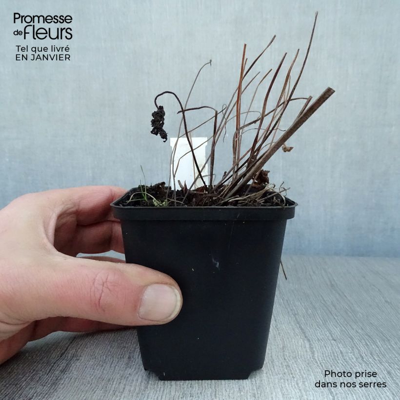 Geranium sylvaticum Ice Blue - Geranio silvano Vasetto da 8/9 cm esemplare consegnato in inverno