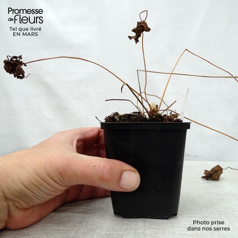 Geranium sylvaticum May Flower - Geranio silvano Vasetto da 8/9 cm esemplare consegnato in primavera