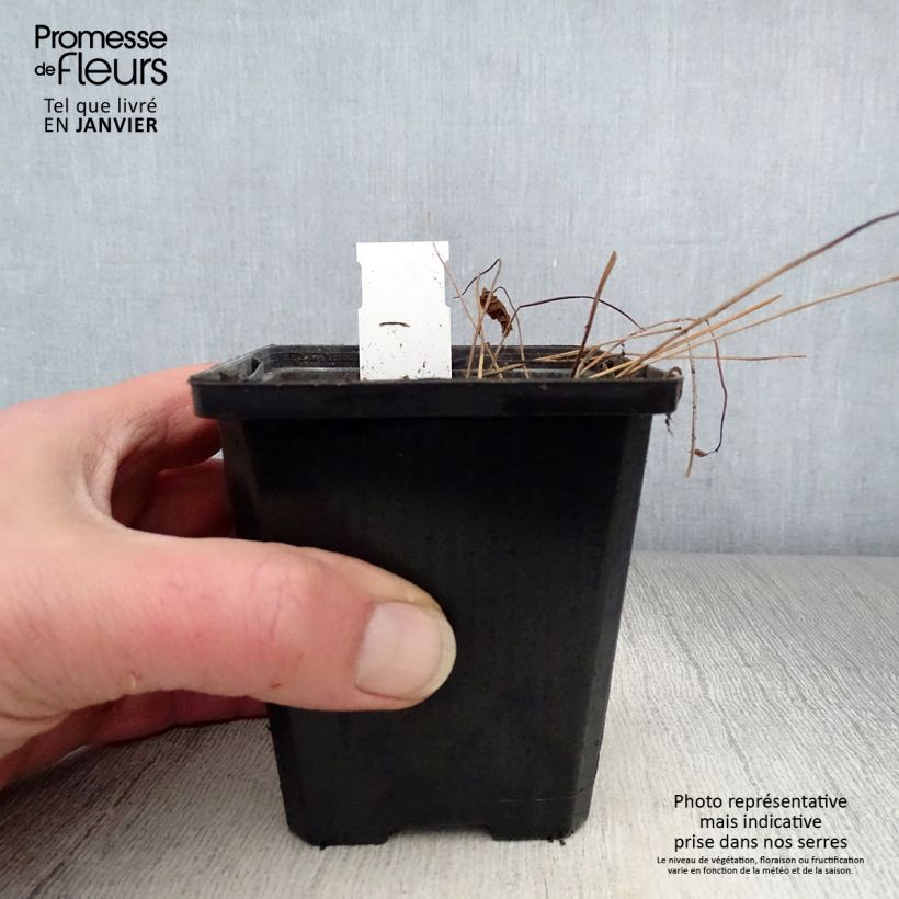 Geranium sylvaticum May Flower - Geranio silvano Vasetto da 8/9 cm esemplare consegnato in inverno
