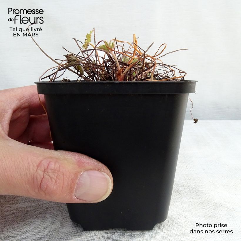 Geranium versicolor - Geranio striato Vasetto da 8/9 cm esemplare consegnato in primavera