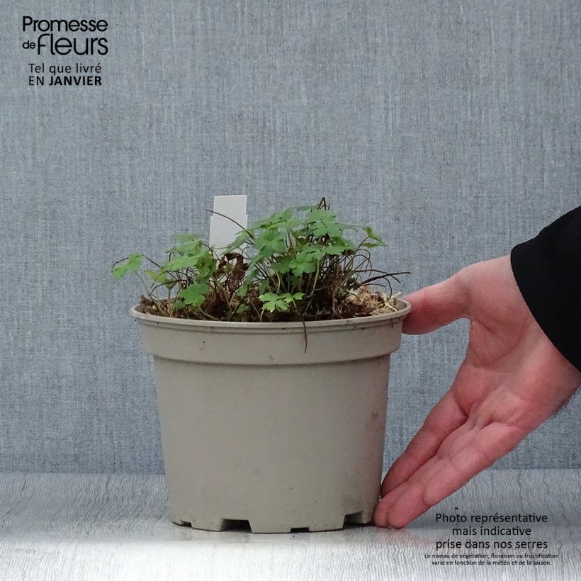 Geranium versicolor - Geranio striato Vaso da 2L/3L esemplare consegnato in inverno