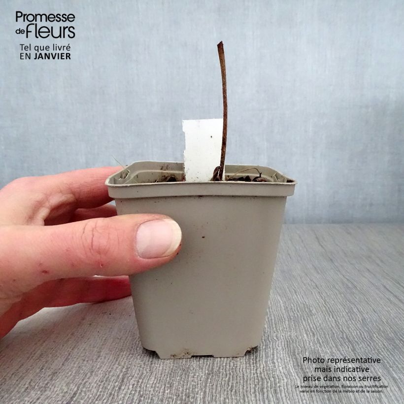 Geranium wallichianum Buxton's Variety Vasetto da 8/9 cm esemplare consegnato in inverno