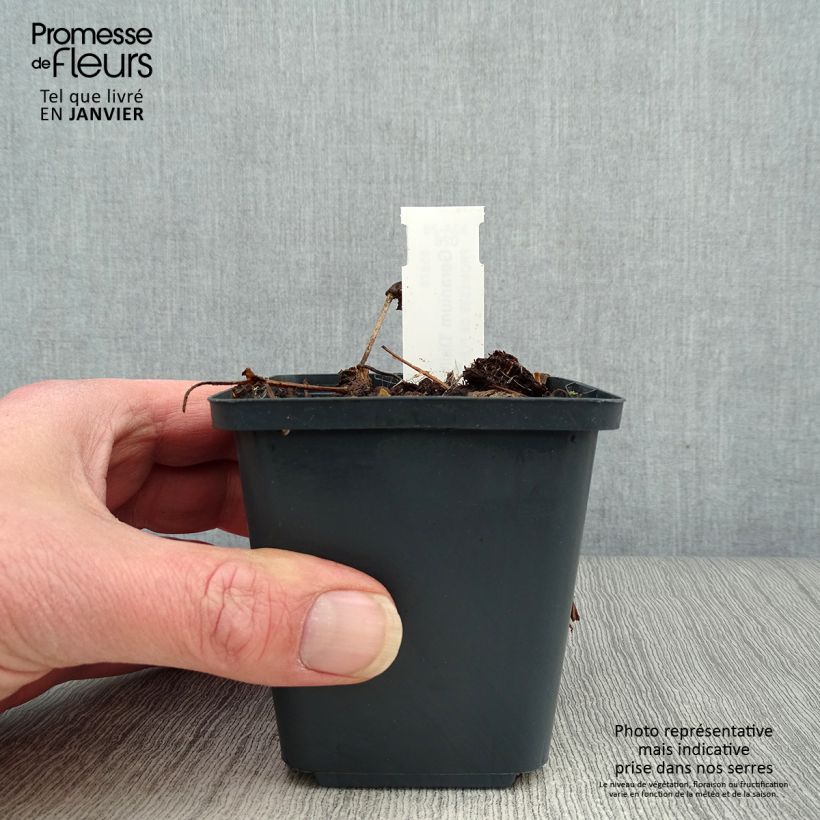 Geranium wallichianum Censation Daily Blue Vasetto da 8/9 cm esemplare consegnato in inverno