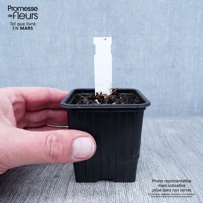 Geranium wallichianum Magical All Summer Delight Vasetto da 8/9 cm esemplare consegnato in inverno