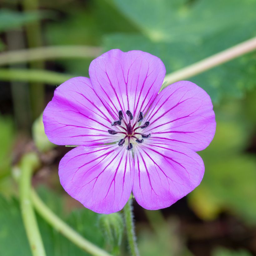 Geranium wallichianum Magical All Summer Delight (Fioritura)