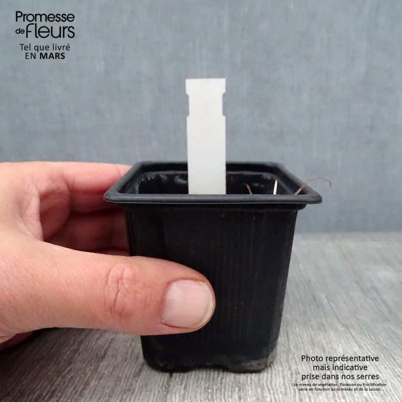 Geranium wallichianum Magical All Summer Joy Vasetto da 8/9 cm esemplare consegnato in inverno