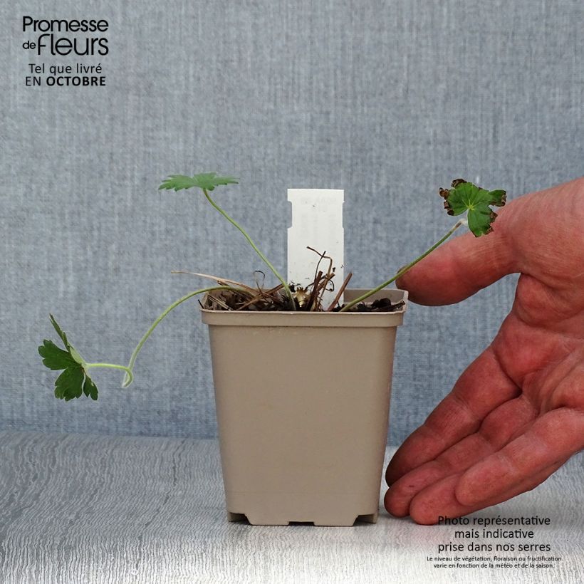 Esemplare di Geranium wlassovianum Crug Farm Vasetto da 8/9 cm come consegnato in autunno