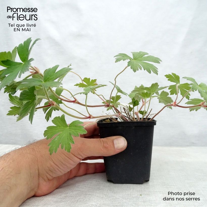 Geranium wlassovianum Crug Farm Vasetto da 8/9 cm esemplare consegnato in primavera