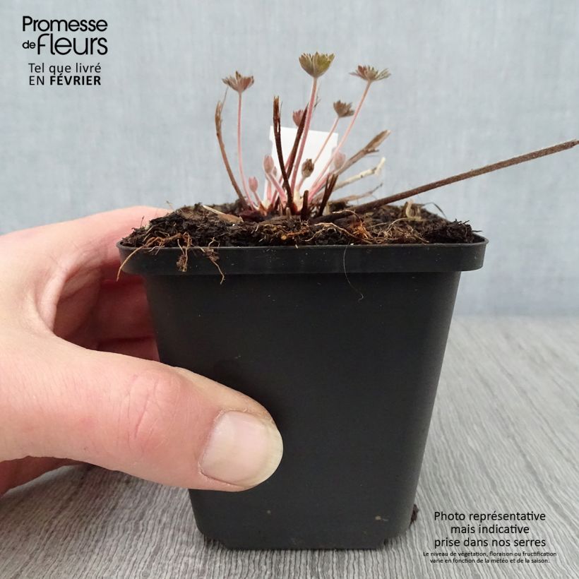 Geranium wlassovianum Vasetto da 8/9 cm esemplare consegnato in inverno