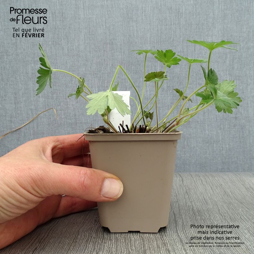 Geranium wlassovianum Crug Farm Vasetto da 8/9 cm esemplare consegnato in inverno