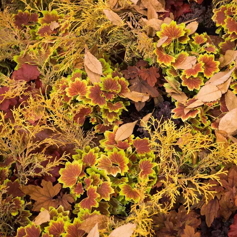 Geranio zonale Decima (Porto)