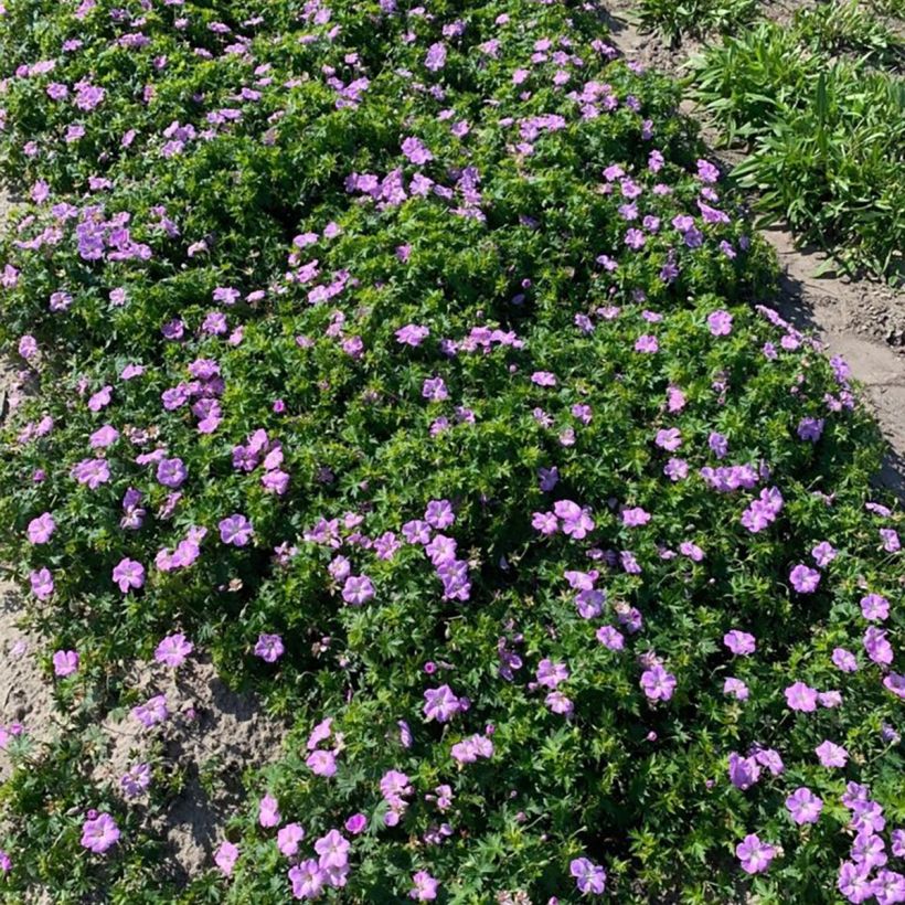 Geranium sanguineum Frivolius Lilac - Geranio sanguigno (Porto)