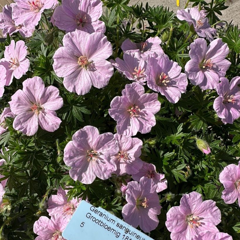 Geranium sanguineum Frivolius Pink - Geranio sanguigno (Fioritura)