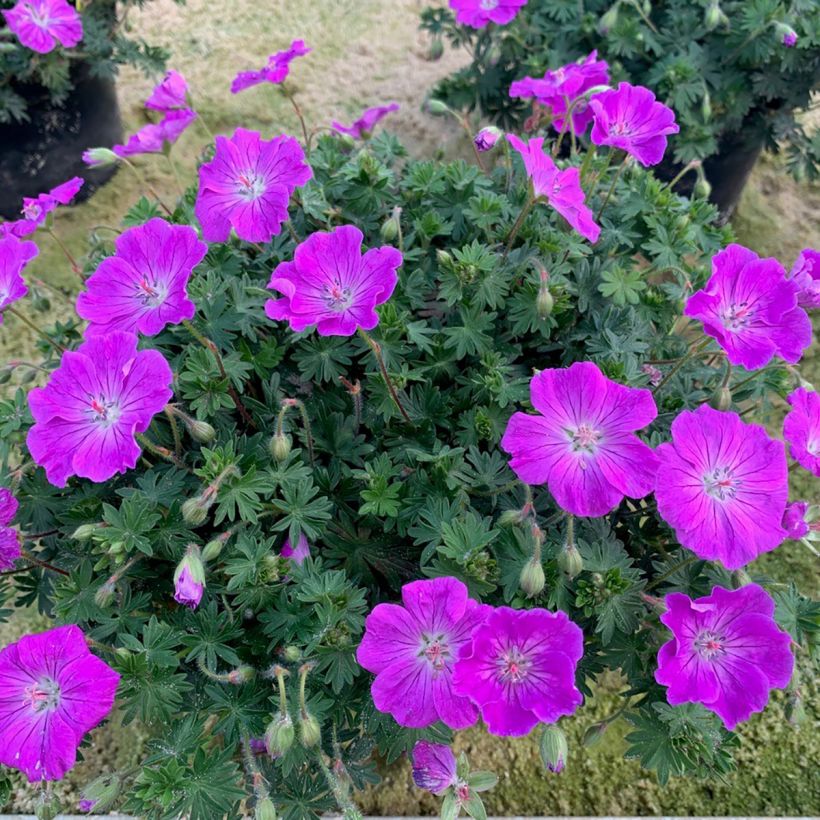 Geranium sanguineum Frivolius Purple - Geranio sanguigno (Porto)