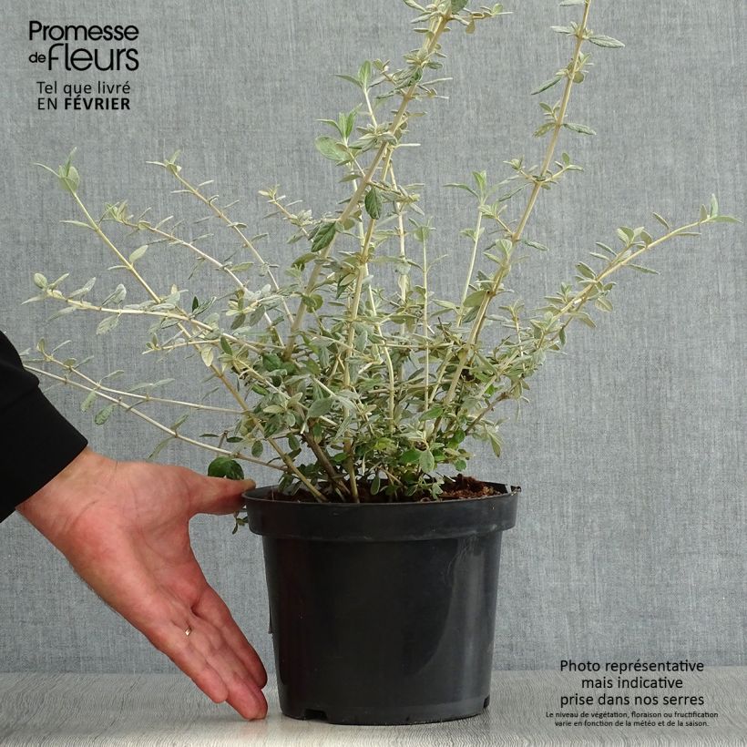 Esemplare di Teucrium fruticans - Camedrio femmina Vaso da 2L/3L come consegnato in autunno