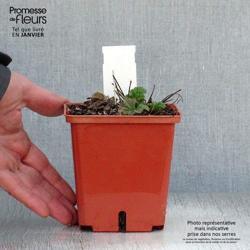 Geum Bell Bank Vasetto da 8/9 cm esemplare consegnato in inverno