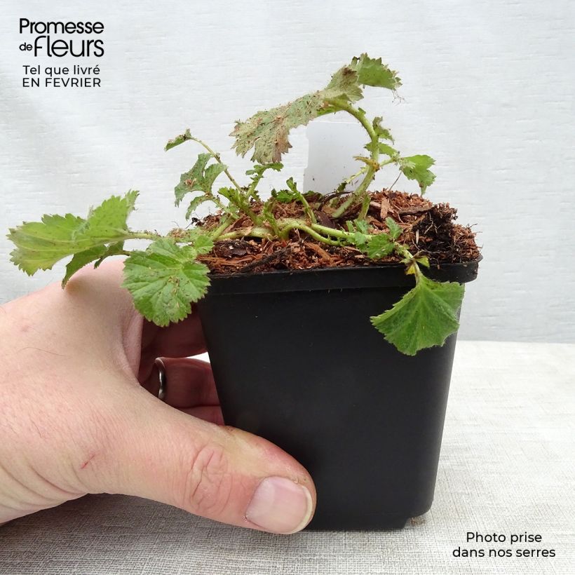 Geum coccineum Cocktail Gimlet Vasetto da 8/9 cm esemplare consegnato in inverno