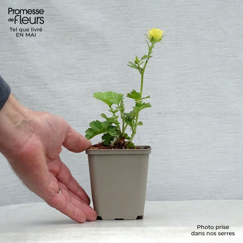 Geum coccineum Cocktail Gimlet Vasetto da 8/9 cm esemplare consegnato in primavera