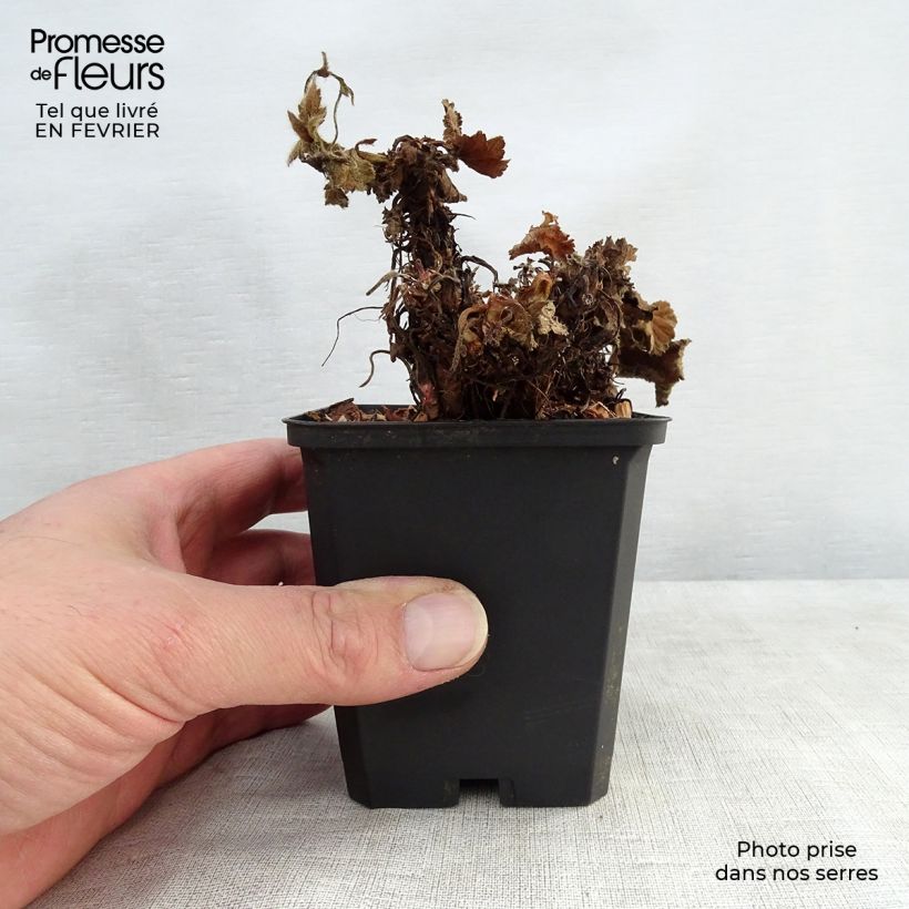 Geum coccineum Cocktail Sea Breeze Vasetto da 8/9 cm esemplare consegnato in inverno