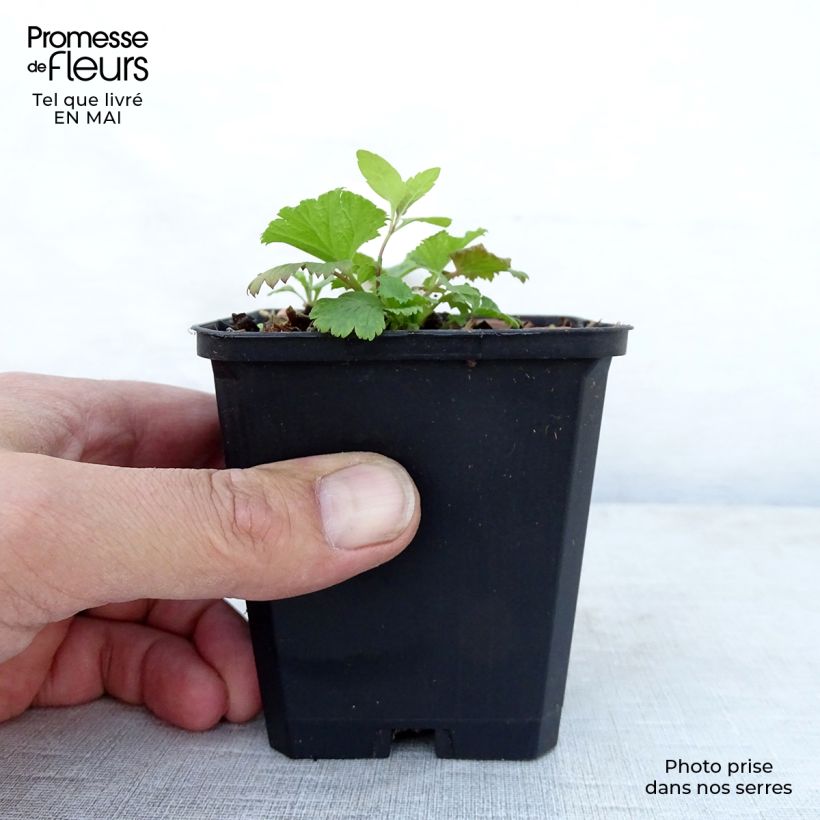 Geum coccineum Cocktail Wet Kiss Vasetto da 8/9 cm esemplare consegnato in primavera