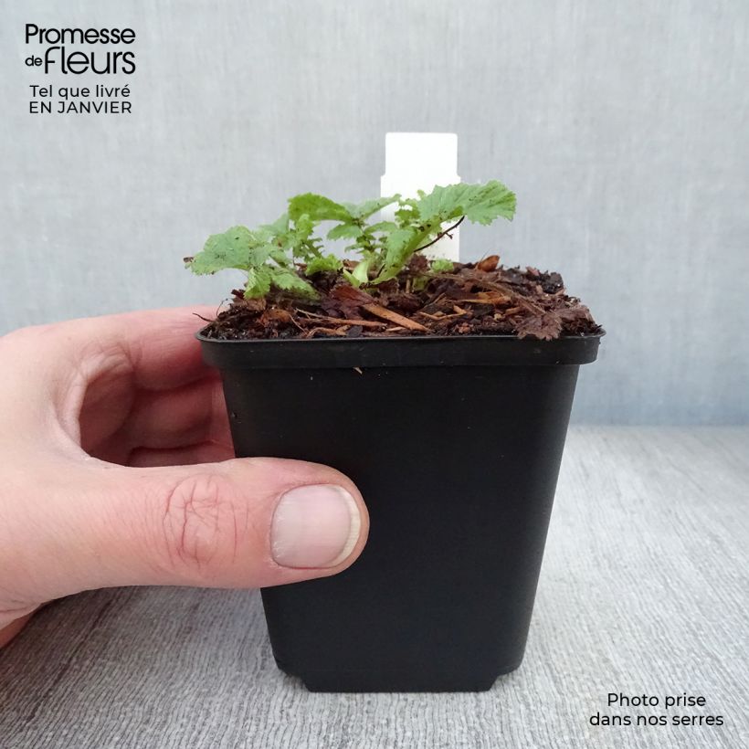 Geum coccineum Cocktail Wet Kiss Vasetto da 8/9 cm esemplare consegnato in inverno