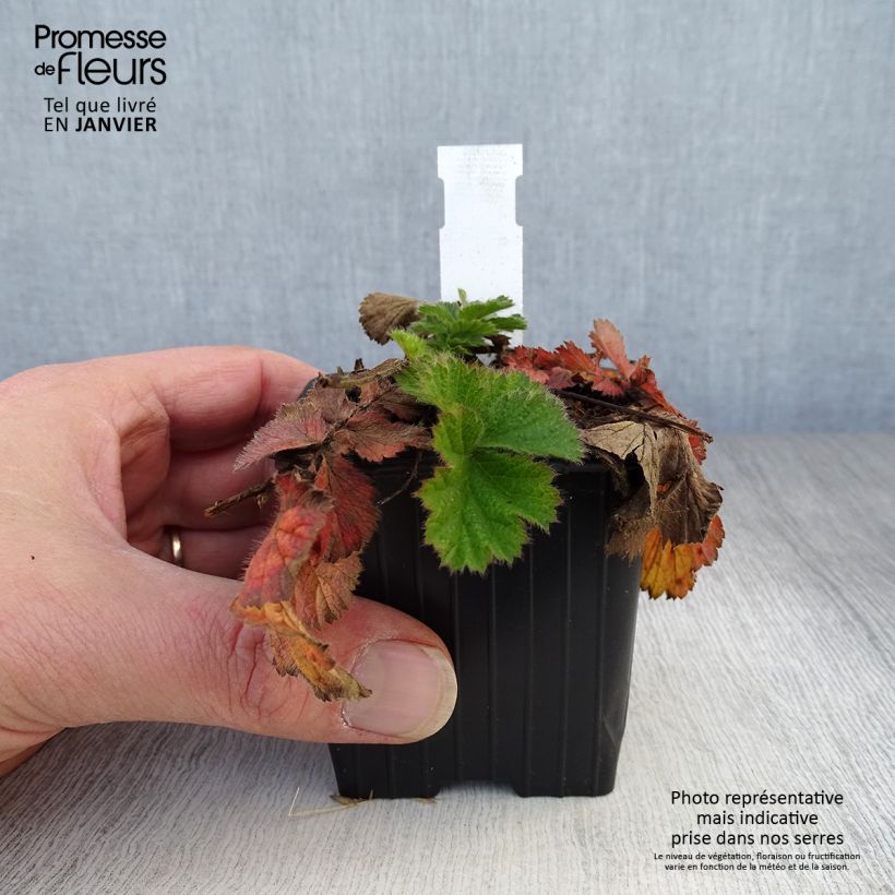 Geum Coral Tempest Vasetto da 8/9 cm esemplare consegnato in inverno