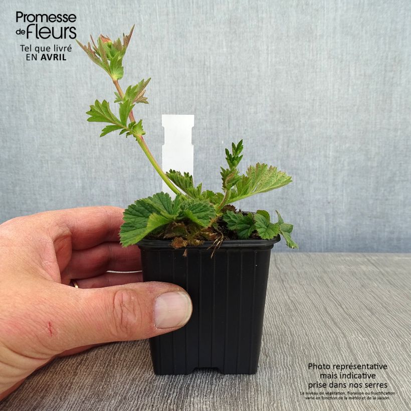 Geum Coral Tempest Vasetto da 8/9 cm esemplare consegnato in primavera