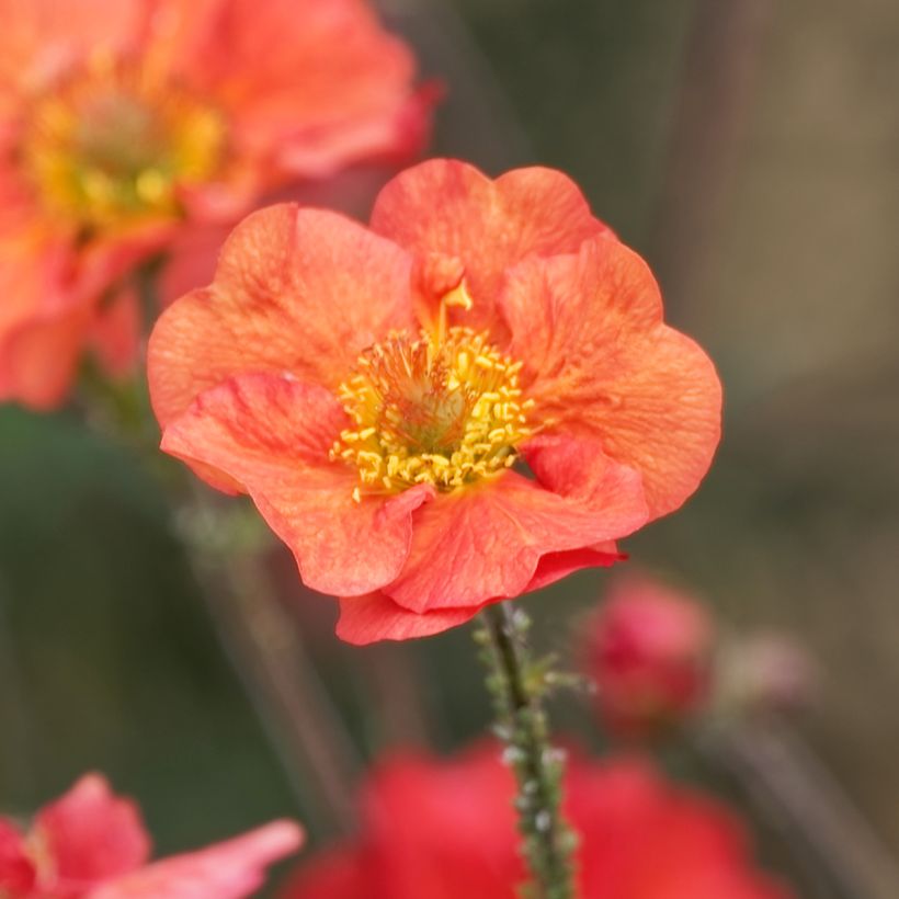 Geum Coral Tempest (Fioritura)