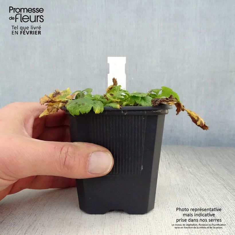 Geum Cosmopolitan Vasetto da 8/9 cm esemplare consegnato in inverno