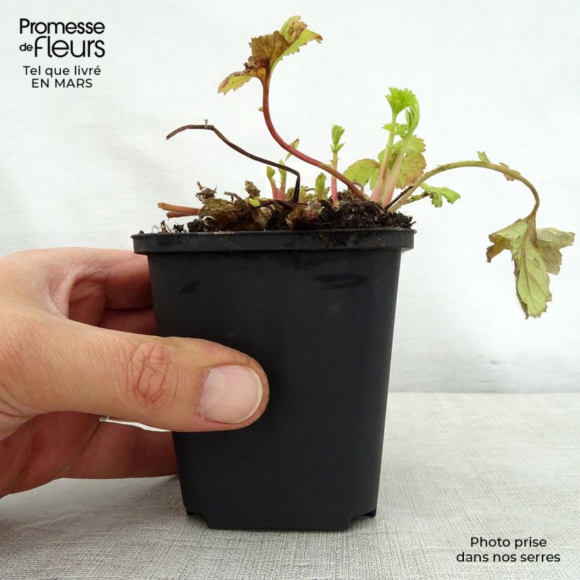 Geum Eos Vasetto da 8/9 cm esemplare consegnato in primavera