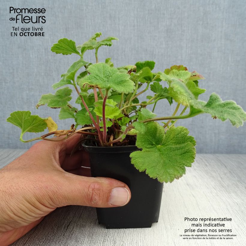 Esemplare di Geum Eos Vasetto da 8/9 cm come consegnato in autunno
