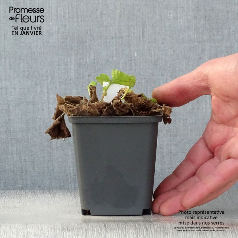 Geum Eos Vasetto da 8/9 cm esemplare consegnato in inverno