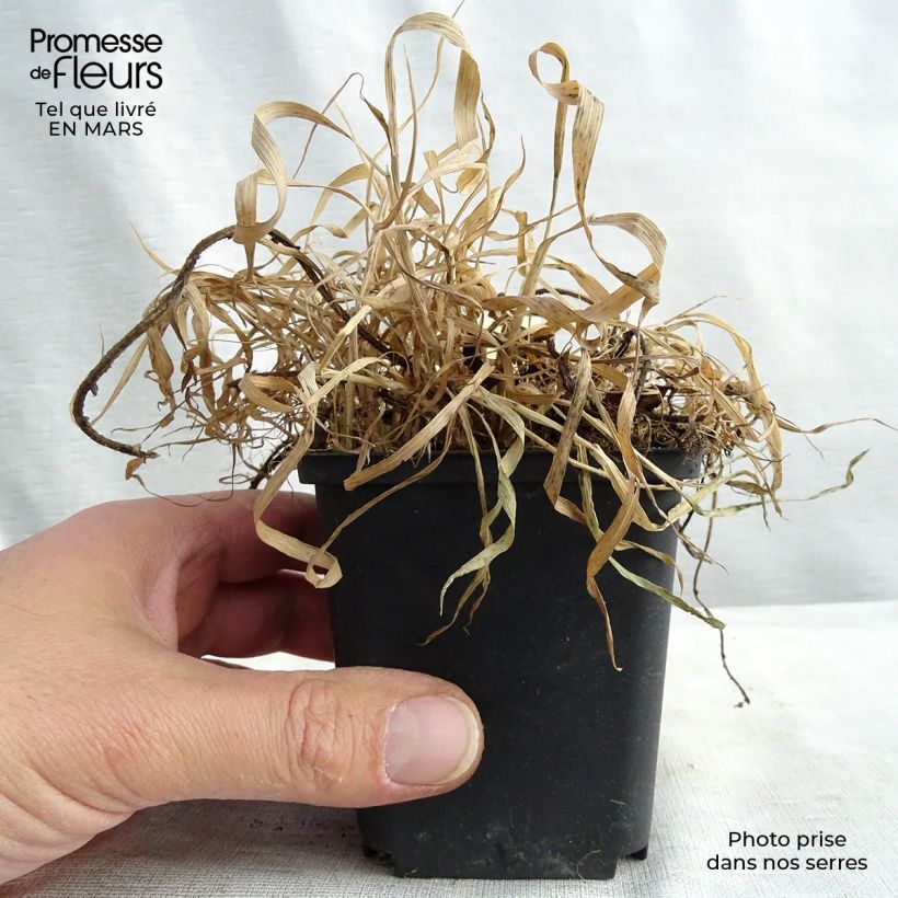 Geum chiloense Feuerball Vasetto da 8/9 cm esemplare consegnato in inverno