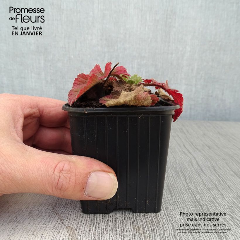 Geum Fiery Tempest Vasetto da 8/9 cm esemplare consegnato in inverno