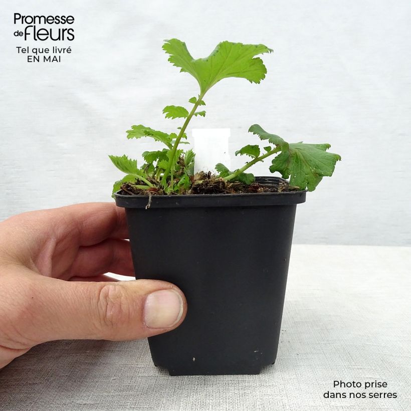 Geum Flames of Passion Vasetto da 8/9 cm esemplare consegnato in primavera