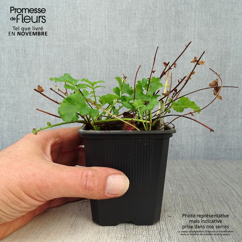 Esemplare di Geum Flames of Passion Vasetto da 8/9 cm come consegnato in autunno