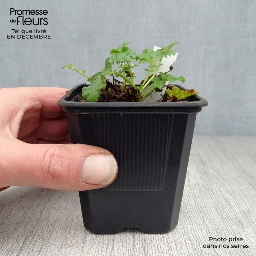 Geum Flames of Passion Vasetto da 8/9 cm esemplare consegnato in inverno